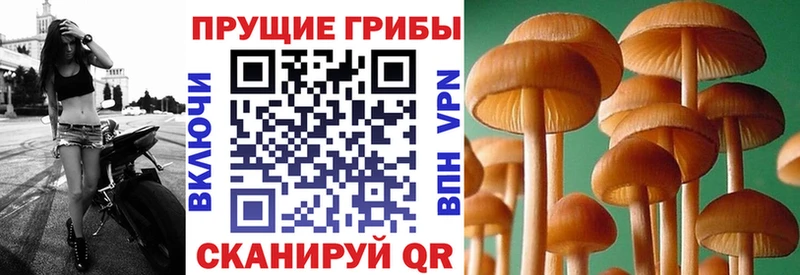 Купить где  Малоархангельск  Псилоцибиновые грибы Psilocybe 